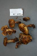 Paxillus involutus image